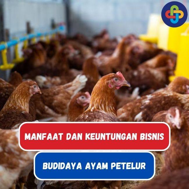 7 Manfaat dan Keuntungan Bisnis Budidaya Ayam Petelur